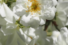 roos#(20230613)a rozen