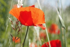 klaproos#(20210613)g rozen