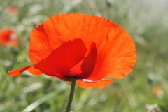 klaproos#(20210613)d rozen