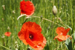 klaproos#(20210613)h rozen