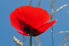 klaproos#(20210613)b rozen