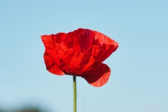 klaproos#(20240619)a rozen