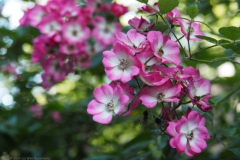 roos#(20240619)a rozen