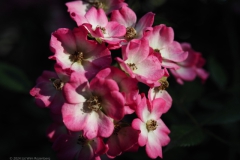 roos#(20240619)b rozen