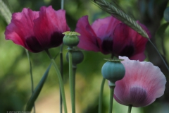 klaproos#(20230621)a rozen