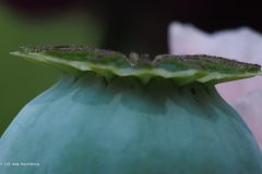 klaproos#(20230621)aa rozen