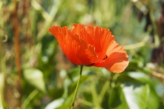 klaproos#(20230621)d rozen