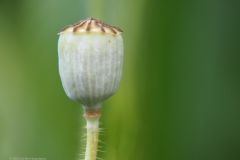 klaproos#(20230621) rozen