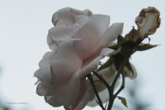 roos#(20200626)a flora