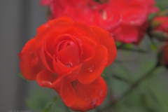 roos#(20210701) rozen