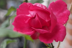 roos#(20200705) rozen