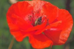 klaproos#(20210708) rozen