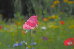 klaproos#(20210713)c rozen