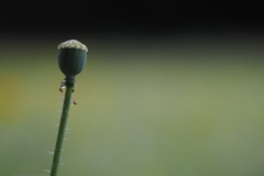 klaproos#(20210713)z rozen
