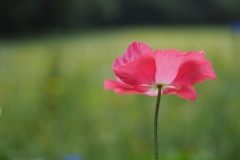klaproos#(20210713)b rozen