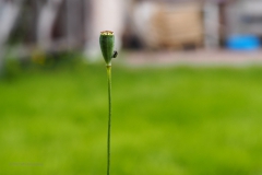 klaproos#(20200717) rozen