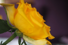 roos#(20200717)a rozen