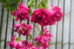 roos#(20240720)a rozen
