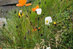 klaproos#(20220824) rozen