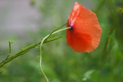 klaproos#(20210829) rozen