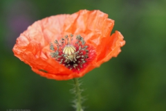 klaproos#(20210906)b rozen