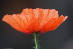 klaproos#(20210906)a rozen