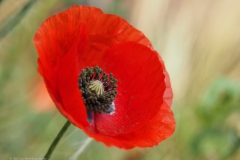 klaproos#(20210926)a rozen