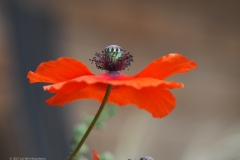 klaproos#(20210926)b rozen