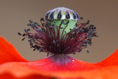 klaproos#(20210926)ba rozen