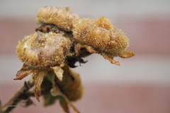 stokroos#(20200929) rozen