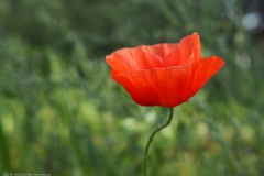 klaproos#(20230930) rozen