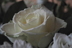 roos#(20201020) rozen