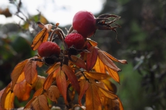 rozenbottel#(20231022)a rozen