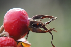 rozenbottel#(20231022)b rozen