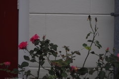 roos#(20231110)a rozen