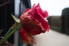 roos#(20231110)b rozen