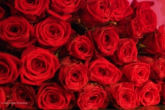roos#(20231221) rozen