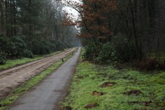 wekerom#(20260208) straten