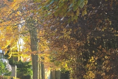 zwartelaantje#(20171122) straten