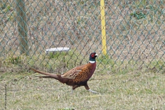 fazant#(20190302) vogels