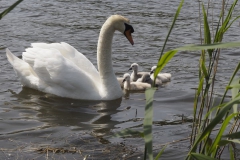 zwaan#(20190523) vogels