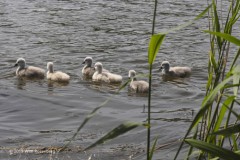 zwaan#(20190523) vogels
