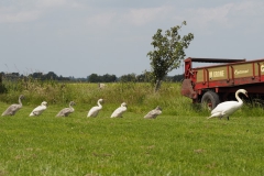 zwaan#(20190622) vogels