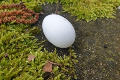 ei#(20230407) vogels