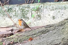 roodborst#(20190811)b vogels