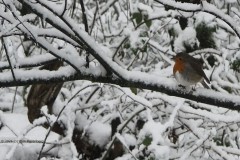 roodborst#(20260103)