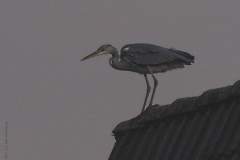 reiger#(20170104) vogels