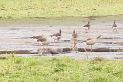 gans#(20260116) vogels