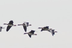 gans#(20260227)b