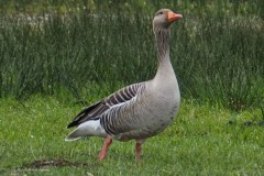 gans#(20260227)a
